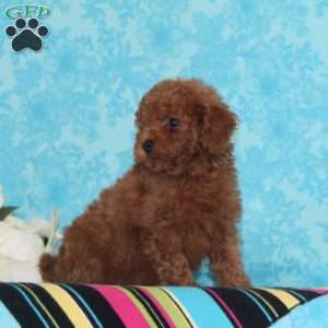 Kisses, Toy Poodle Puppy